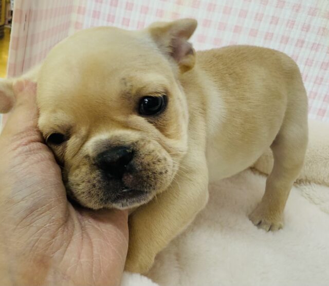 フレンチブルドッグ