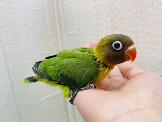 キエリボタンインコ