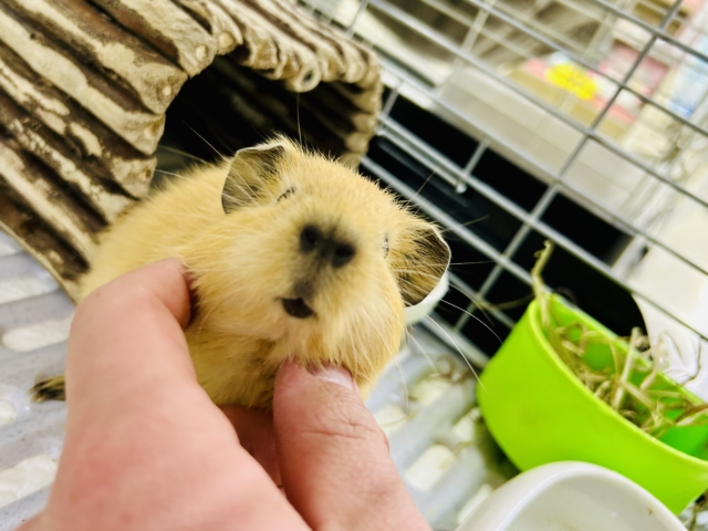 ロシアンモルモット