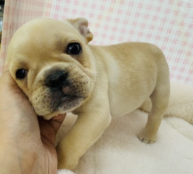 フレンチブルドッグ