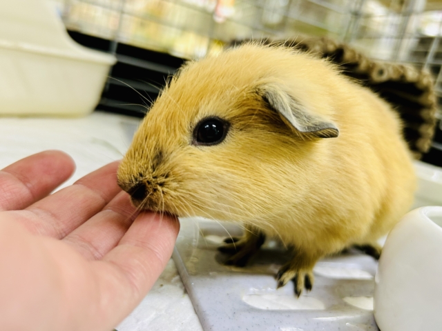 ロシアンモルモット