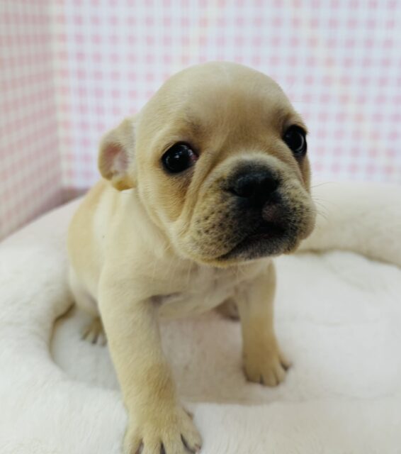 フレンチブルドッグ