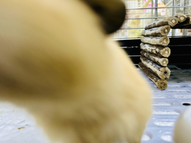 ロシアンモルモット