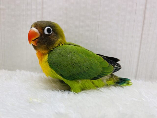 キエリボタンインコ