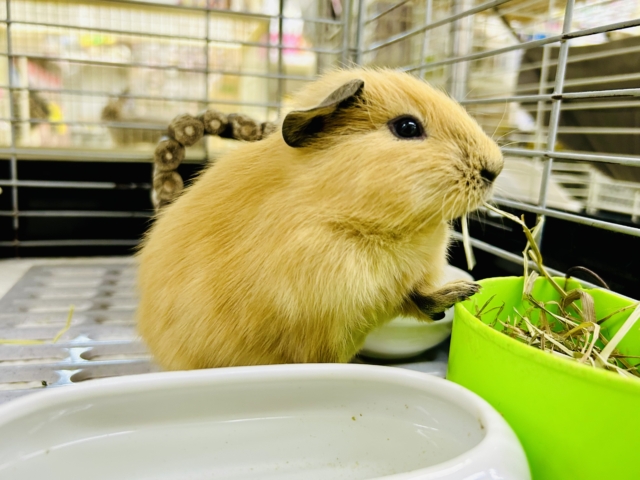 ロシアンモルモット