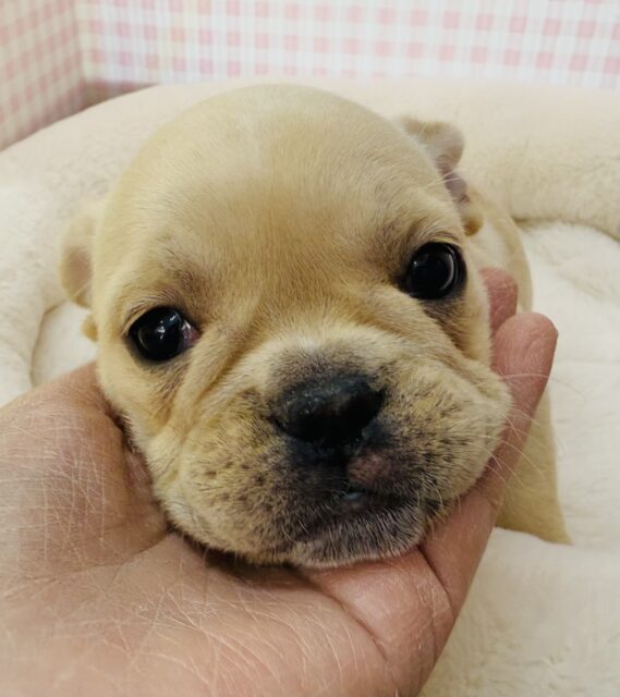 フレンチブルドッグ