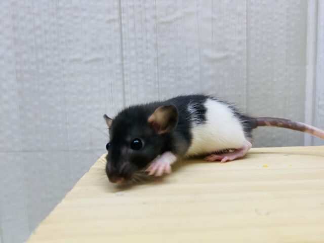 ファンシーラット