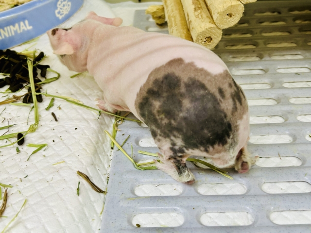 スキニーギニアピッグ