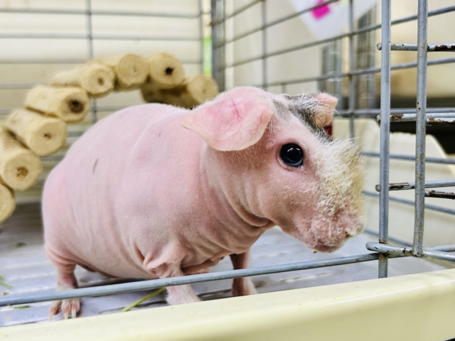 スキニーギニアピッグ