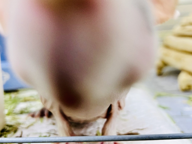 スキニーギニアピッグ