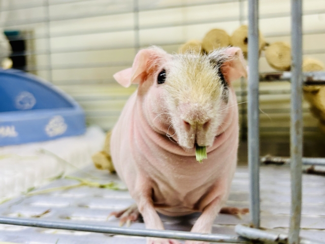 スキニーギニアピッグ