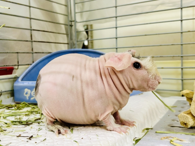 スキニーギニアピッグ