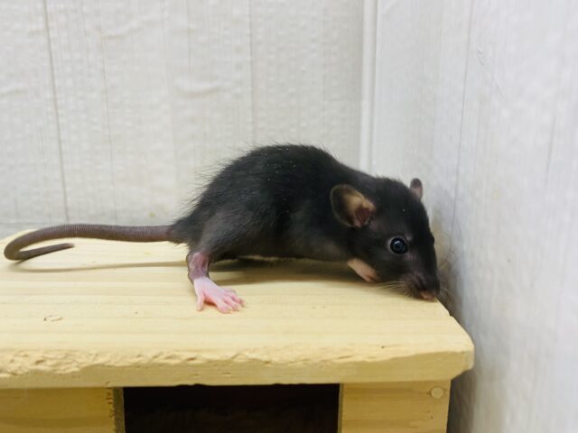 ファンシーラット