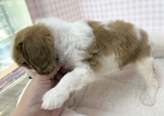 キャバリア・キングチャールズ・スパニエル