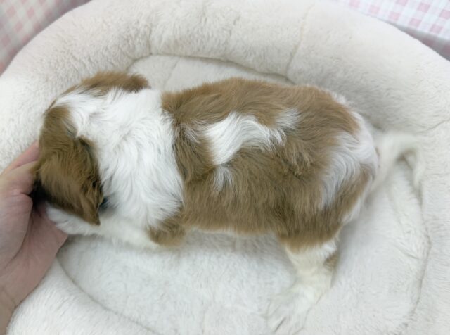 キャバリア・キングチャールズ・スパニエル