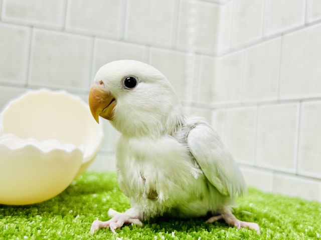 コザクラインコ（小桜インコ）