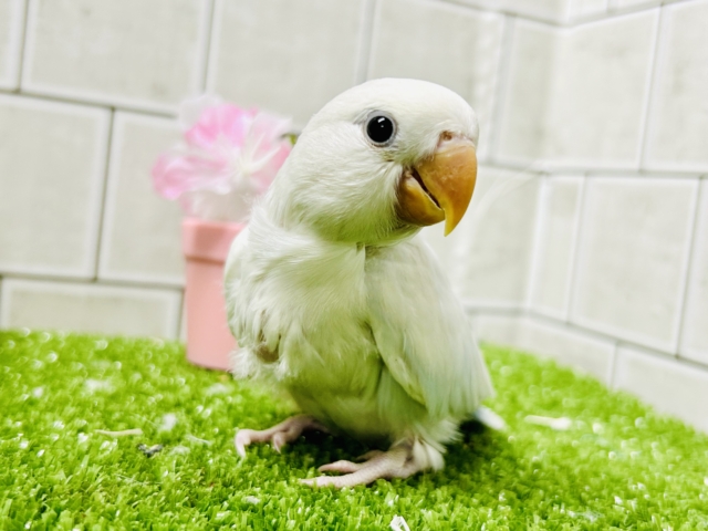 コザクラインコ（小桜インコ）