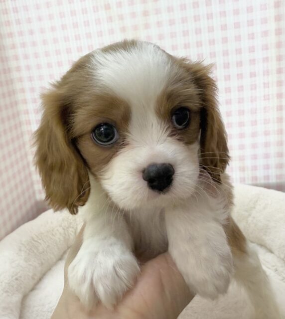 キャバリア・キングチャールズ・スパニエル