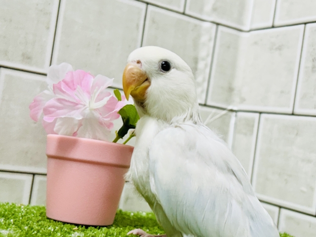 コザクラインコ（小桜インコ）