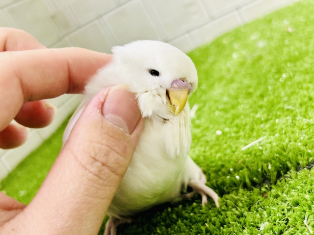 ジャンボセキセイインコ