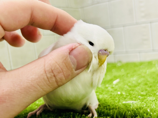 ジャンボセキセイインコ