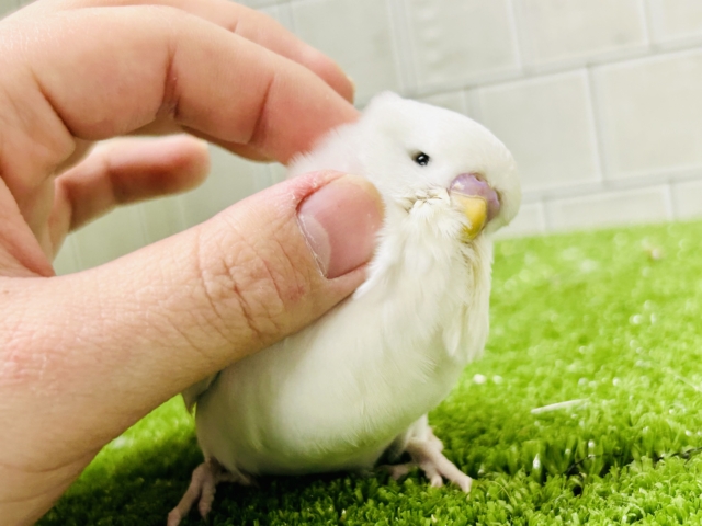 ジャンボセキセイインコ
