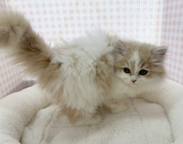 スコティッシュフォールド