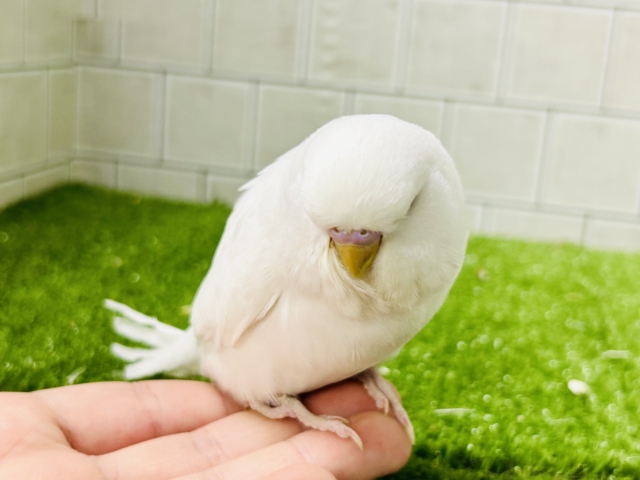 ジャンボセキセイインコ