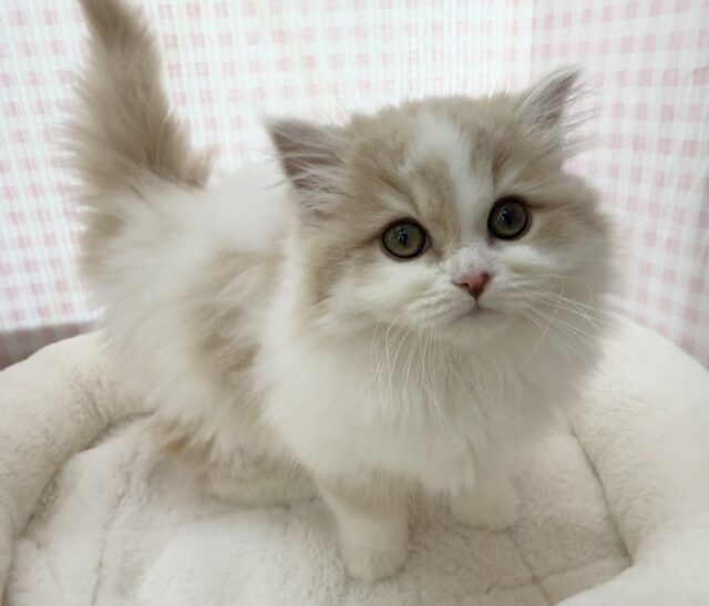 スコティッシュフォールド