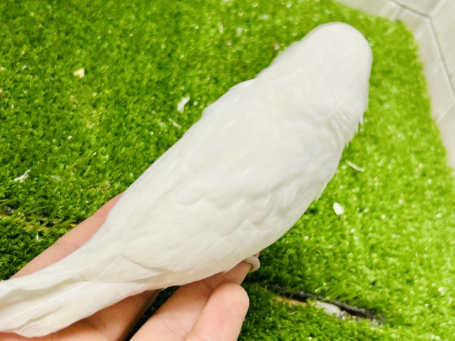 ジャンボセキセイインコ