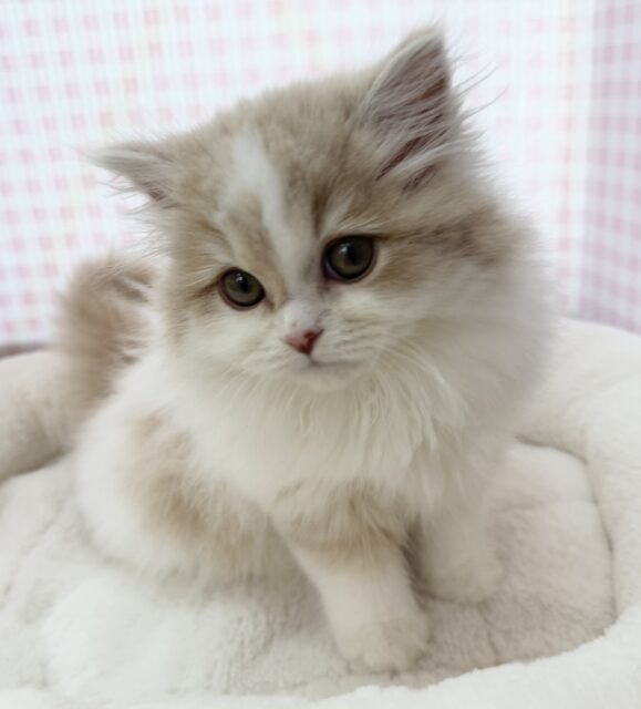 スコティッシュフォールド