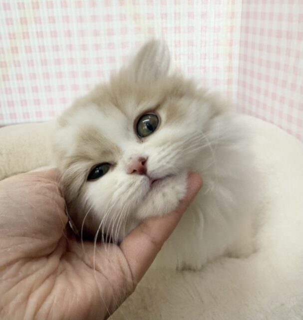 スコティッシュフォールド