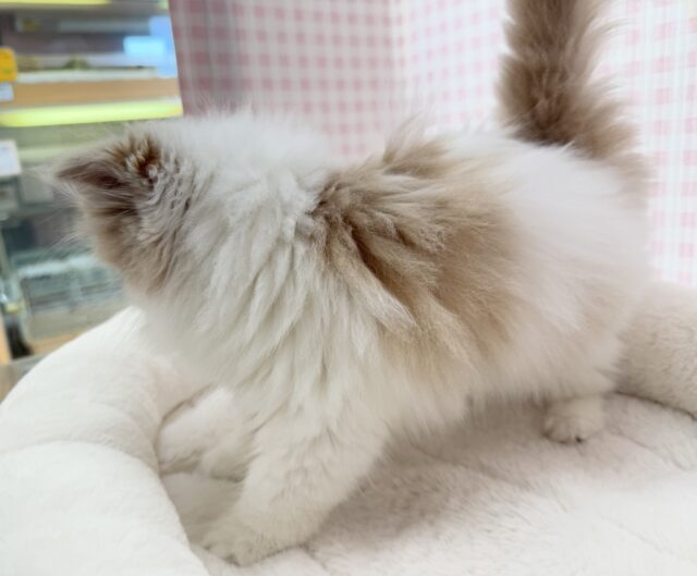 スコティッシュフォールド