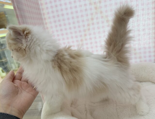 スコティッシュフォールド