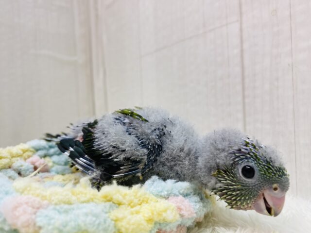 サザナミインコ