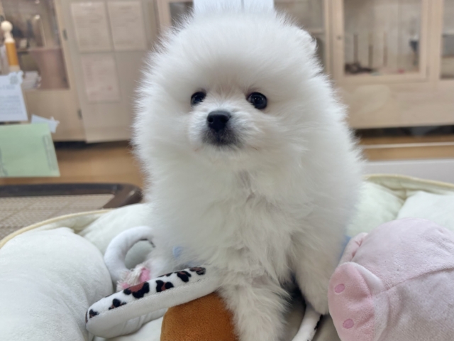 ポメラニアン