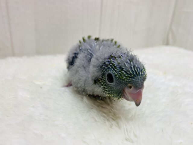 サザナミインコ