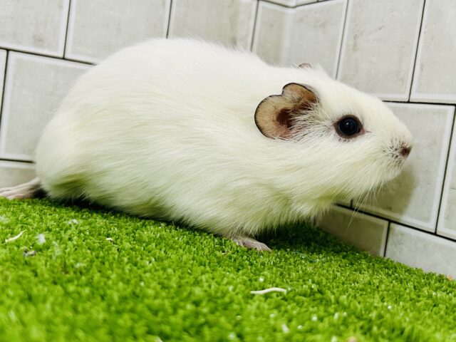 イングリッシュモルモット
