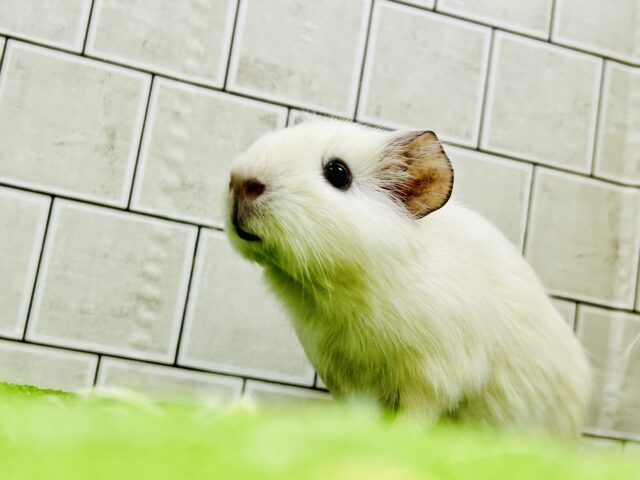 イングリッシュモルモット