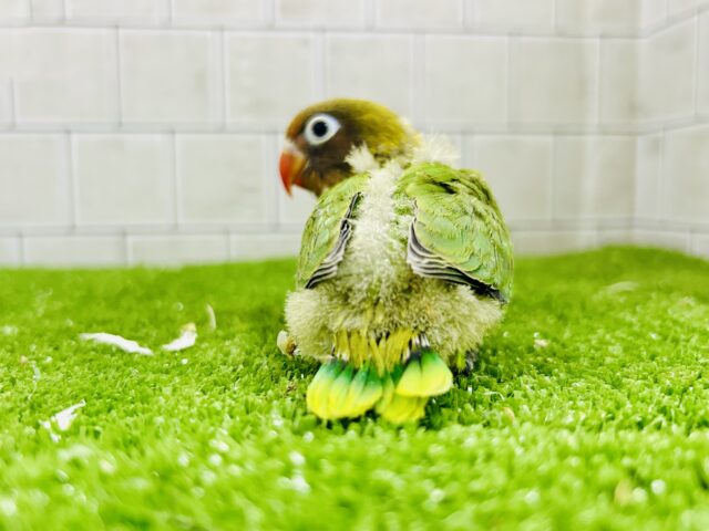 キエリボタンインコ