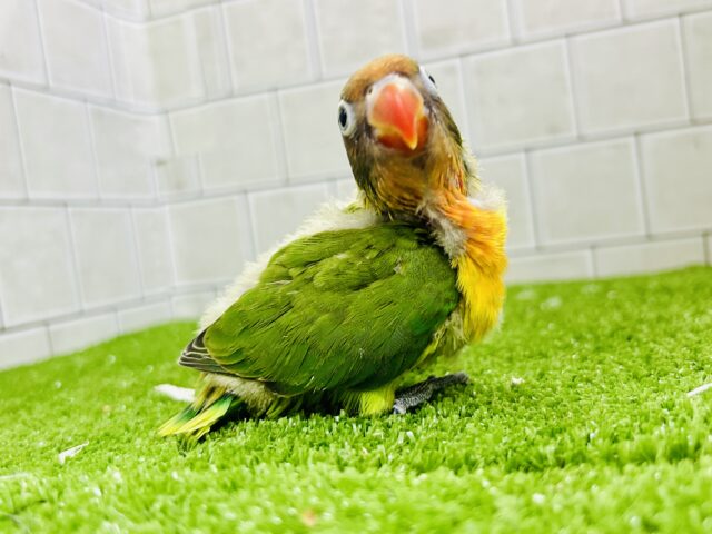 キエリボタンインコ