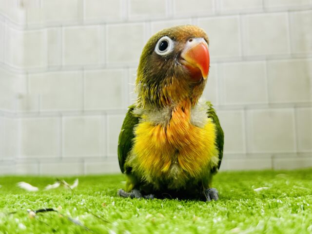 キエリボタンインコ