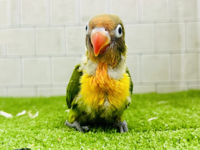 キエリボタンインコ