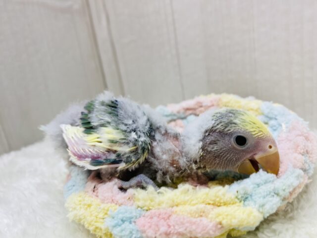 コザクラインコ（小桜インコ）
