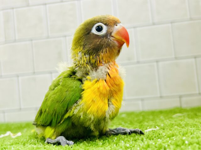 キエリボタンインコ