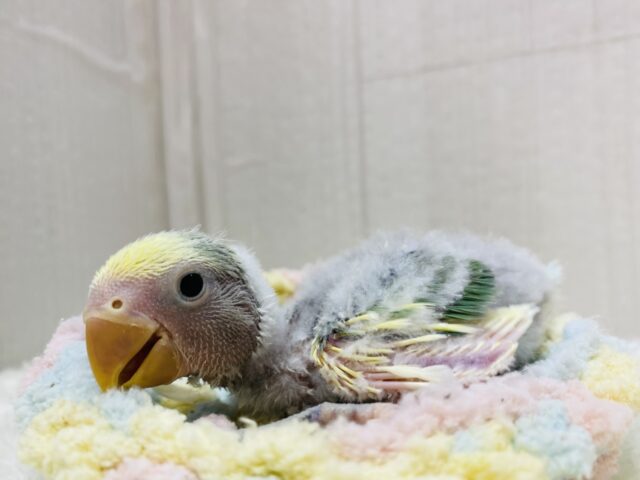 コザクラインコ（小桜インコ）