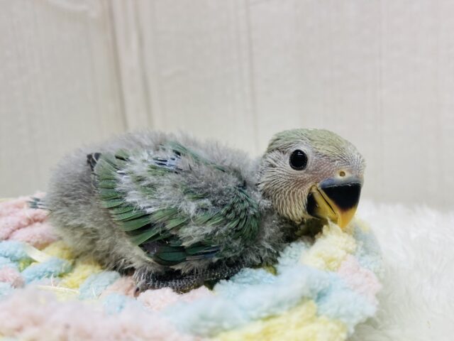 コザクラインコ（小桜インコ）