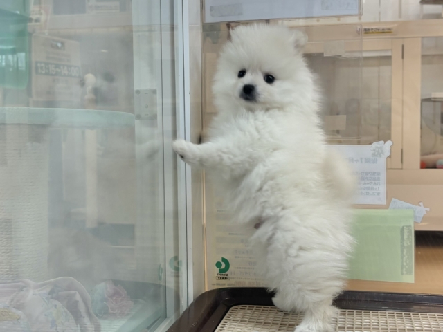 ポメラニアン