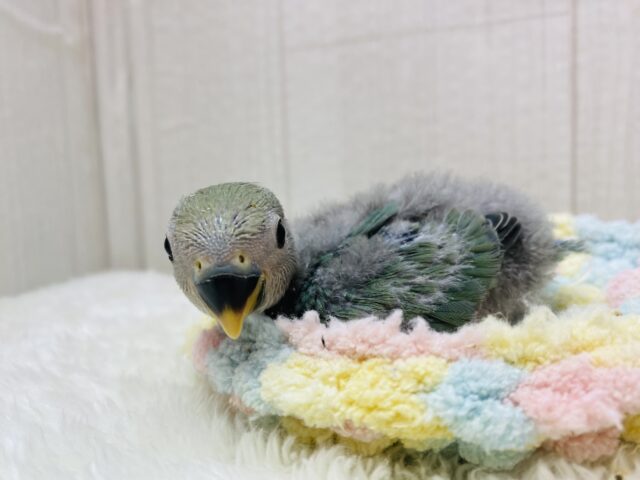 コザクラインコ（小桜インコ）