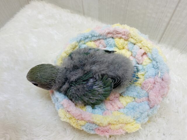 コザクラインコ（小桜インコ）